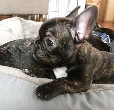 Brindle Black And Brown French Bulldog Brindle French Bulldog Puppy Bulldog Puppies French Bulldog Puppies Brindle French Bulldog