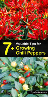 Transplant your grown seedlings to a pot filled with nutrient rich soil. 7 Valuable Tips For Growing Chili Peppers