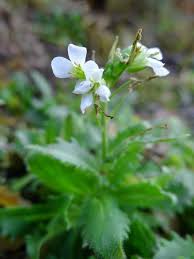 Image result for Arabis alpina