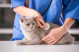The symptoms mimic those of several other cat colon illnesses, such as cat colitis. Anal Gland Cancer In Cats Petmd