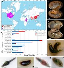 Removing the pond muck leaves them with a lot less cover. Freshwater Mussels House A Diverse Mussel Associated Leech Assemblage Scientific Reports