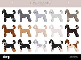 Standard poodle clipart. Different poses, coat colors set. Vector  illustration Stock Vector Image & Art - Alamy