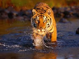 Best Desktop Hd Wallpaper Tiger Hd Wallpapers Tiger Pictures Pet Tiger Bengal Tiger