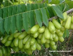 Resepi manisan belimbing buluh | petik terus dari pokok. Khasiat Belimbing Buluh Sharingplantinfo