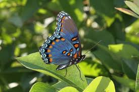 Some species look completely different if viewed from the top or bottom sides of the wings and are included in more than one section. Blue Orange And Black Butterfly On Green Leaf In Closeup Photography Spotted Hd Wallpaper Wallpaper Flare