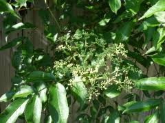 Maybe you would like to learn more about one of these? Elderberry Loyola University Center For Environmental Communication