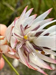 Image result for Volusia amboinensis