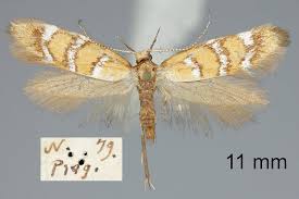 Image result for Scythris crypta