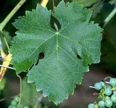 Image result for Pseudopeziza tracheiphila