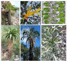 Image result for Acacia rovumae
