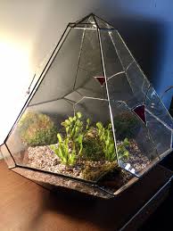 Our Venus Fly Trap Terrarium Venus Fly Trap Terrarium Venus Fly Trap Terrarium