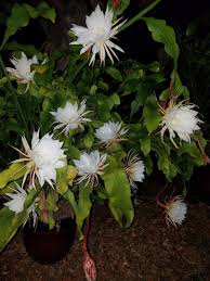Image result for Oxygonum alatum