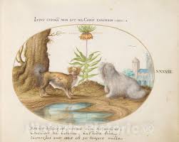 Joris (george) hoefnagel.animalia aqvatilia et cochiliata jacob hoefnagel. Art Print Joris Hoefnagel Animalia Qvadrvpedia Et Reptilia Terra Plate Xxxviii C 1578 Vintage Wall Art Vintage Wall Art Art Art Prints