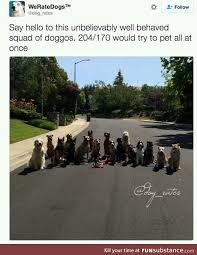 Dog Squad Funsubstance We Rate Dogs Cute Funny Animals Cute Animals