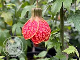 Image result for Abutilon