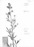 Image result for Crotalaria barnabassii