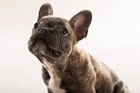 If you recently bought a new dog or a small puppy in replace of your old one the name is suitable for the bulldog breed as the name itself speaks about their appearance. 700 French Bulldog Names The Ultimate Name Idea List
