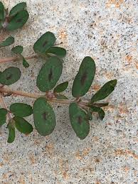 Image result for Euphorbia zambesiana