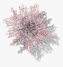 I love cherry trees and any tree that blossoms in the spring. Full Overlooking Cherry Tree Computer File In Clipart Cherry Tree Plan Png Transparent Png Kindpng