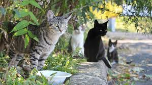 A feral cat is an outdoor cat that has not been socialized to people. How To Help Your Neighborhood S Feral Felines Tips For Keeping Neighborhood Cats Safe The Humane Society Of The United States