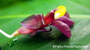 Image result for Marantochloa purpurea