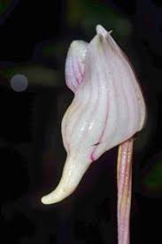 Image result for Orthochilus walleri