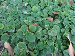 Image result for Pilea rivularis