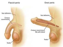 Merawat mati pucuk perlu diusahakan oleh para suami yang menghadapi masalah kesihatan mati antra petua, teknik, cara, kaedah, panduan atau petua merawat mati pucuk ini yang boleh petua tradisional untuk merawat mati pucuk. Waktu Solat Malaysia Waktu Solat Dot Net