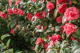 Sasanqua camellia is a species of flowering evergreen shrub known by the scientific name camellia sansaqua, and commonly referred to simply as sasanqua. Camellia Plant Care And Growing Guide