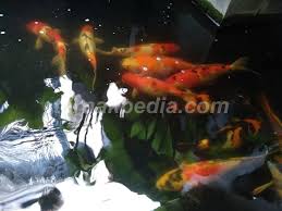Mengatasi Serangan Kutu Yang Ada Di Kolam Koi Ternakpedia