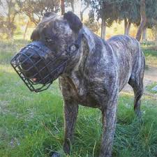 Museliere En Metal Pour Dogue Des Canaries Avec Revetement Anticorrosion M10 La ces croisements donnèrent naissance à un groupe ethnique de chiens de type dogue, de taille moyennement grande. museliere en metal pour dogue des canaries avec revetement anticorrosion pour tous