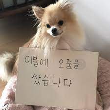 Dogs are some of the most beloved pets for us to have around. Koreaboo On Twitter It Looks Like Nayeon S Dog Kookeu Had A Little Accident It S Okay We Still Love You Jypetwice Https T Co Jrohvfbsbs Twitter