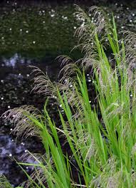 Image result for Glyceria