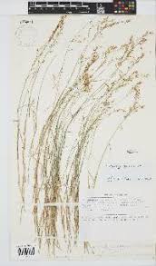 Image result for Trichopteryx marungensis