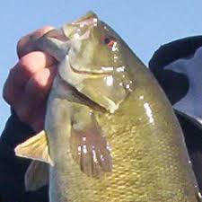 Fishing Lake Simcoe Tips Hotspots Tactics