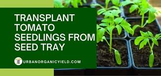 Maybe you would like to learn more about one of these? How And When To Transplant Tomato Seedlings From Seed Tray