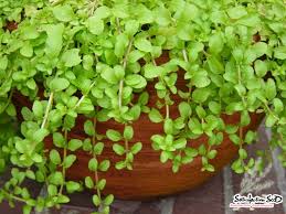 Có vài bí quyết để xay sương sâm. Suong Sam Long Yanang Jelly Seeds Satisfaction 100