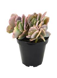 Image result for Kalanchoe fedtschenkoi