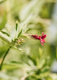 Image result for Jasminum beesianum