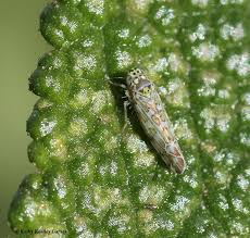 Revised in all cases, follow the instructions on the pesticide label. They Hop And They Suck Bug Squad Anr Blogs