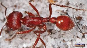 We did not find results for: Hama Semut Merah Dan Bagaimana Cara Mengusirnya Era Pest