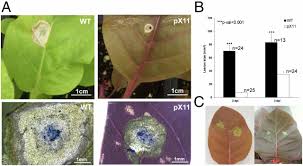 Maybe you would like to learn more about one of these? Engineered Gray Mold Resistance Antioxidant Capacity And Pigmentation In Betalain Producing Crops And Ornamentals Pnas