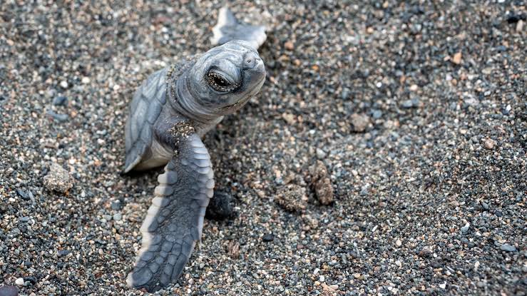 Green sea turtle no longer Endangered | Popular Science
