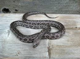 Black And White Corn Snake Aztec Charcoal Possibly Homozygous Anery As Well Cornsnake Corn Snake Reptiles And Amphibians Snake