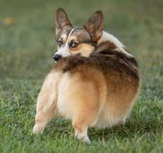 Find opening hours and closing hours from the dog training category in tucson, az and other contact details such as address, phone number, website. Pembroke Welsh Corgis Breeders In Arizona