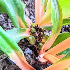 Image result for Chlorophytum affine