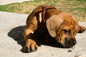 What to do if your parents don't want a dog? How To Convince Your Parents To Let You Get A Dog Pethelpful