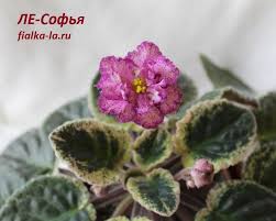(he adopted the pseudonym le corbusier in 1920.) his father was an artisan who enameled boxes and. Fialka Le Sofya Lebeckaya E Opisanie I Foto