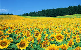 Check spelling or type a new query. Hd Wallpaper Sunflower Field Pictures Background Wallpaper Hd Sunflower Field Pictures Wallpaper Flare