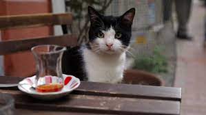 Kedi An Exquisitely Beautiful Documentary Of The Street Cats Of Istanbul Katzenworld Cats Documentaries Stray Cat